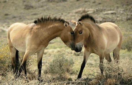 GLU3bd8ad_Prazsti_kone_v_Khomiin_Talu_foto_JPJ