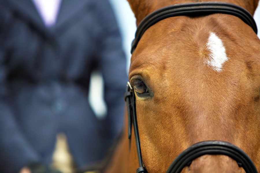 michelle-reed-equine-photography1