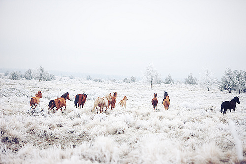 animal-forest-horse-horses-photography-Favim.com-298700
