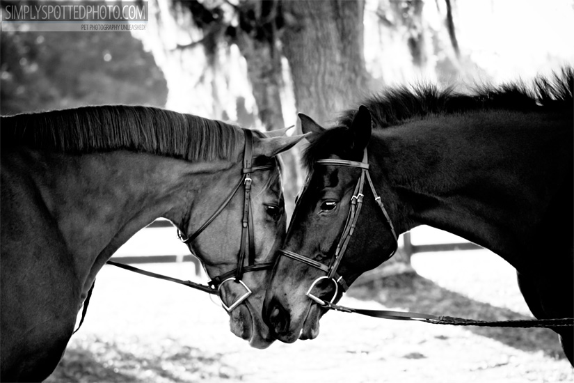 Florida_Horses1