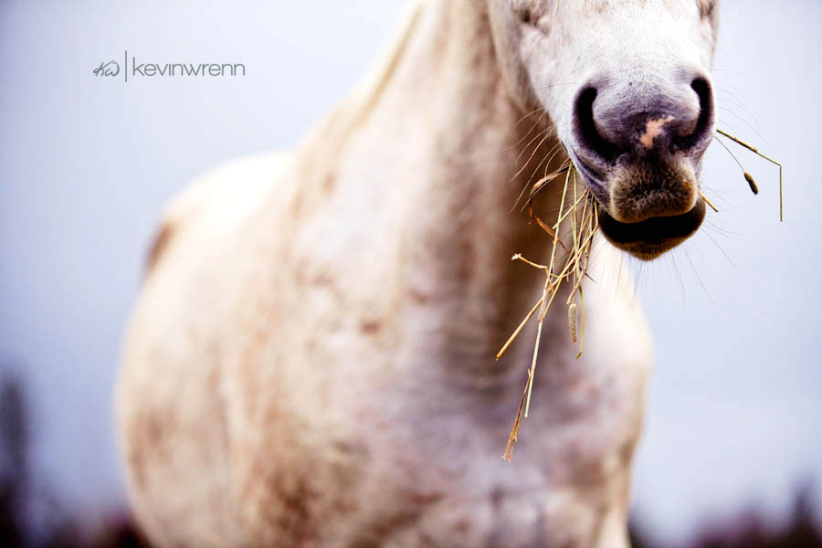 Horse_Photography_0040