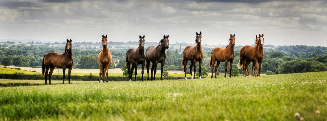 main_equine_photography_home_08